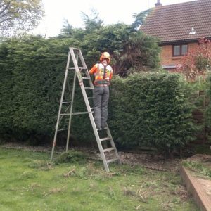 Tree Topping